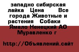западно сибирская лайка › Цена ­ 0 - Все города Животные и растения » Собаки   . Ямало-Ненецкий АО,Муравленко г.